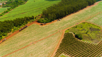 Fototapeta premium Plantação de cana