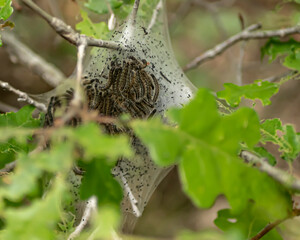 Tent Caterpillars in next on branch
