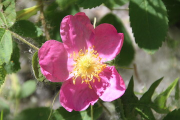 Rose In Bloom, Gold Bar Park, Edmonton, Alberta