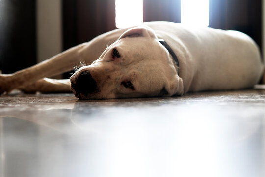 tired and sad dog photography 
