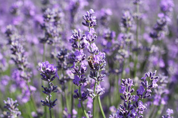 A bee collects nectar on lavender flowers on a sunny summer day. Closeup