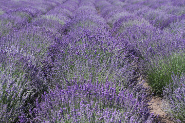 Obraz premium Blooming lavender flowers are growing in rows on a field. Sunny summer day.