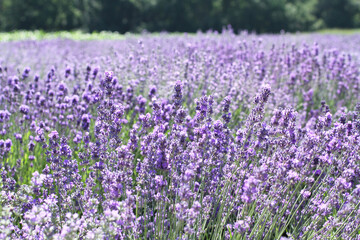 Obraz premium Blooming lavender flowers on the field on a sunny summer day.