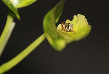 Tiny grasshopper nymph on green leaf. 