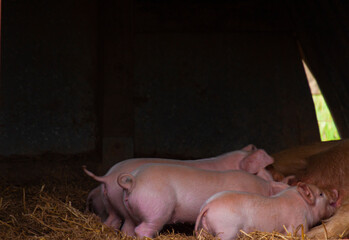 Mother pig is breastfeeding four piglets. The mother hog is lying on her side as piglets suckle in a hurry. All four lined up in a barn on straws with their back and tails in sight. 