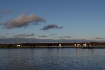 A landscape photo of the scenic Port Meadow, Oxford at sunset. Image shows free roaming herd of wild horses grazing on the grassland by the river Thames. Their reflections are visible on calm water.