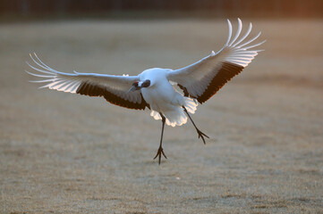 着地するタンチョウ（北海道・鶴居村）