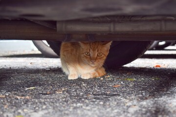 cat hiding under a car