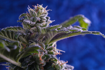 Closeup of Cannabis female with visible hairs and trichomes. plant in flowering phase. blue background