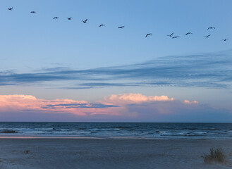 birds over a beach at sunset