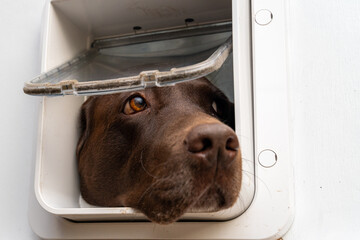 Chocolate labrador dog is looking from a small cat flap. Freedom concept