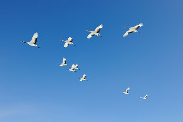 青空を飛ぶタンチョウの群（北海道・鶴居村）
