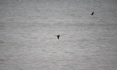 Long Tailed Duck