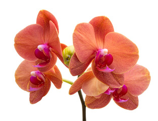 Orange phalaenopsis or exotic orchid flower isolated on the white