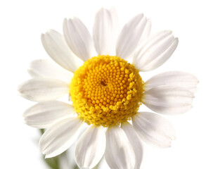 Fresh chamomile flower on white background