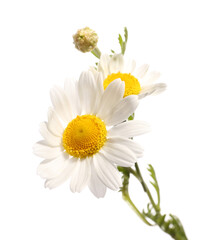 Obraz na płótnie Canvas Fresh chamomile flowers on white background