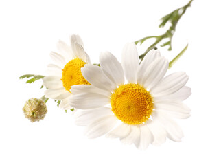 Fototapeta premium Fresh white daisy flowers with green leaves and bud, natural herbal medicine and skincare ingredient concept, the daisies represent natural herbal medicine and skincare ingredients