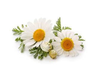 Fototapeta premium Fresh chamomile flowers on white background