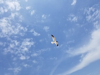 seagull in flight