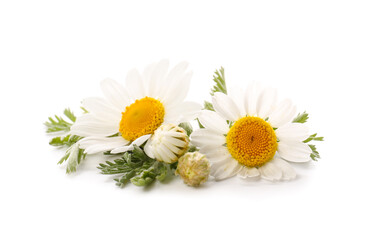 Fototapeta premium Fresh chamomile flowers on white background