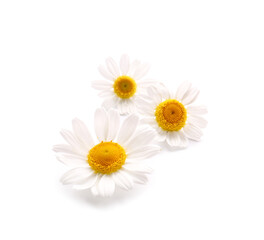 Fototapeta na wymiar Fresh chamomile flowers on white background