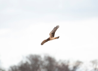 Northern Harrier
