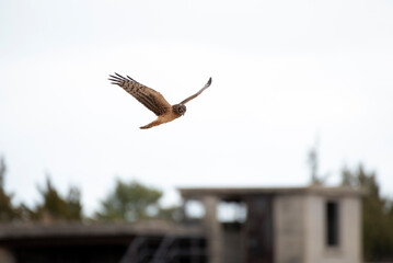Northern Harrier