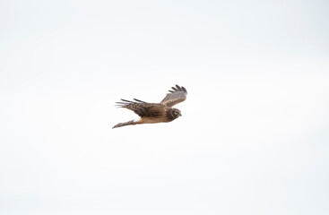 Northern Harrier