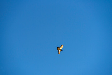 one pigeon flying on blue sky