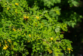 Bumblebee collects nectar from the yellow flowers of the acacia bush.