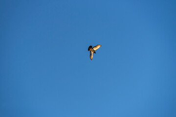 one pigeon flying on blue sky