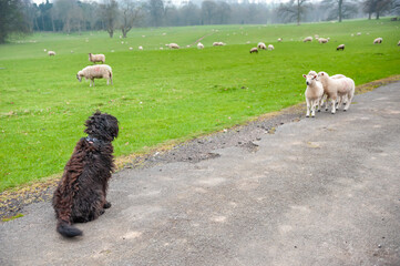A shaggy black Labradoodle sits and watches a group of lambs