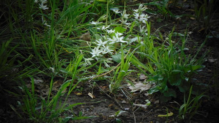 flores silvestres