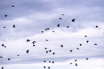 Crows flying in ghostly sky