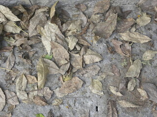 Brown color fallen leaves in the garden