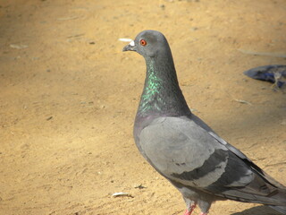 Gray color Feral pigeon