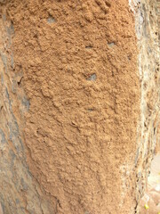 Termite damage on tree bark textured background