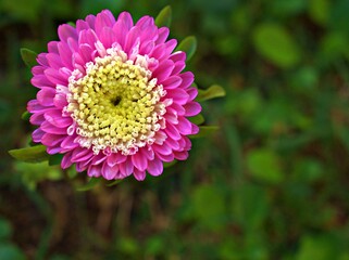 Closeup pink purple petals aster flower with sunshine in garden and blurred background ,macro image ,soft focus ,sweet color for card design