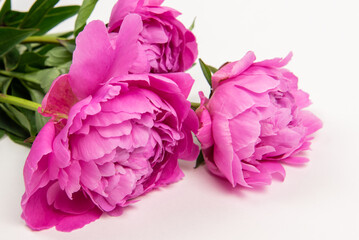bouquet of pink peonies on a white background. background with pink flowers. peonies on the table