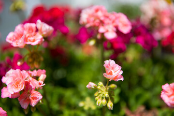 blooming geranium varios colors