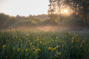 morning mist over the field of  iris flovers