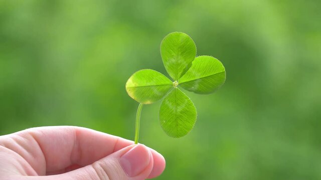 Hand Holding Beautiful Four Leaf Clover in 4K slow motion 60fps