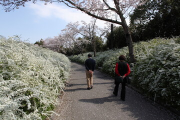 Fototapeta premium 桜と雪柳の小径