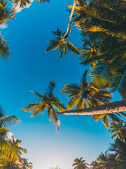Fototapeta na wymiar palm in the caribbean tropical