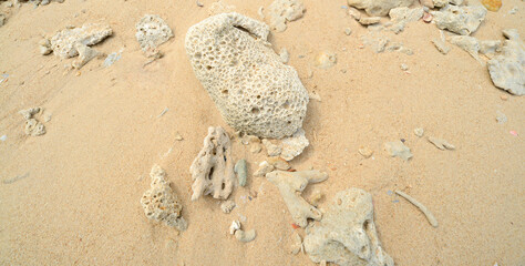 Corals stones shells sticks and sand on the beach