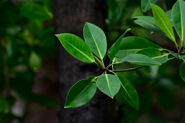 
Green leaves with dew drops
Beautiful and natural in the forest, looking and refreshing
