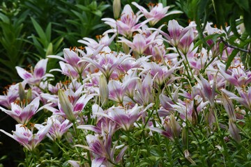 Thunberg lily / Liliaceae perennial buibous plant 
