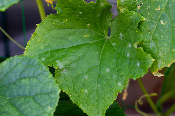Symptoms of powdery mildew on cucumber (Sphaerotheca cucurbitae) in Japan