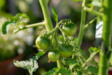 Green and young fruit of tomato (Solanum lycopersicum) before harvest in Japan