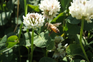 Hovering honey bee is coming up to a white clover. Sideways.